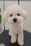 제이제이펫미용숍