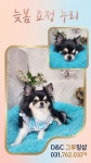 D&C그루밍샵