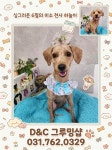 D&C그루밍샵