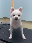 강아지 미용실 왈로하그루밍