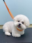 강아지 미용실 왈로하그루밍
