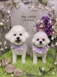 D&C그루밍샵