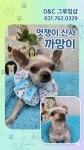 D&C그루밍샵