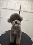 제이제이펫미용숍