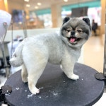 펫이발소