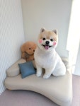 코지그루밍