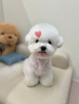 코지그루밍