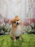 루이펫샵