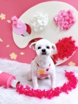 또왕또왕 Dog Salon