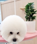 그루머로