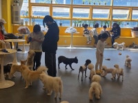 멍쉬멜로 애견카페