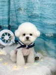 코지002 애견유치원 &카페 &24시상주호텔 &미용