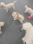 멍쉬멜로 애견카페
