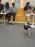 멍쉬멜로 애견카페