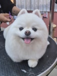 헬로우멍멍