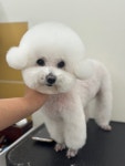 몽플러피