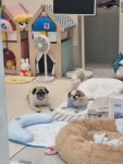 펫지살롱