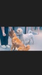 별빛쉼표 애견카페 & 애견유치원 & 애견호텔