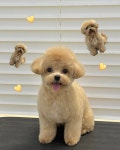 몽루루