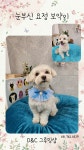 D&C그루밍샵