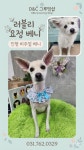 D&C그루밍샵