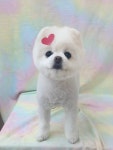 똘똘하개