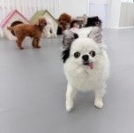 멍라운지24 데이케어 애견미용호텔 애견카페 인천점