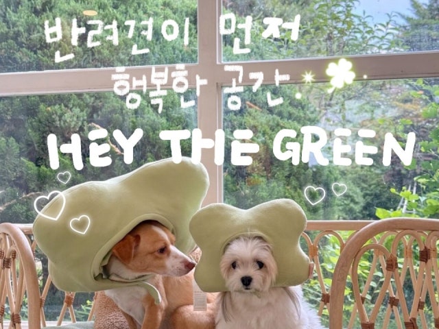 헤이더그린