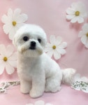 헤어컹컹