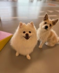 해이당 반려견 유치원 & 호텔
