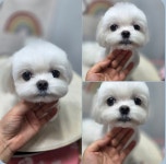 라레랑