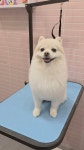 버블독스 가정루원시티점