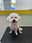 뽀송댕 애견미용