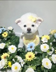 스텔라봉 애견미용 강아지미용