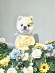 스텔라봉 애견미용 강아지미용