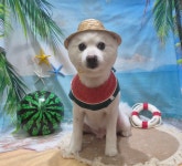 럽독 LUVDOG