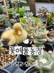 꽃여울농장