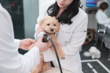 24시 솔동물의료센터