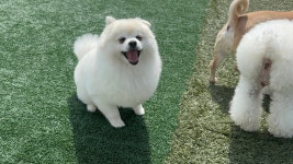 투퍼피 강서점