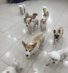 부산애견호텔 강아지유치원 댕댕가르텐 광안본점