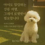 반려견호텔 로젯펫살롱 세인트존스호텔점