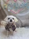 미소애견미용실