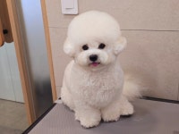 메리몰펫샵안락점 애견미용