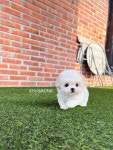 동탄강아지분양 전문 슈앤몽 본점