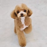 살롱드 멍