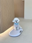 마미숑
