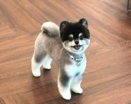 올웨이즈반려견미용실