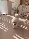 블랑숑 강아지미용실