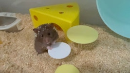 햄스터 분양 햄스터월드