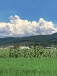 죽림주간